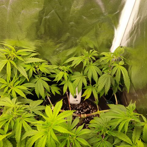 Sherbet Queen  growlog timeline photo