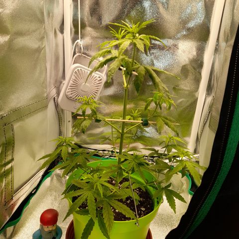 Royal Runtz  growlog timeline photo