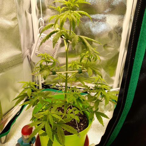 Royal Runtz  growlog timeline photo
