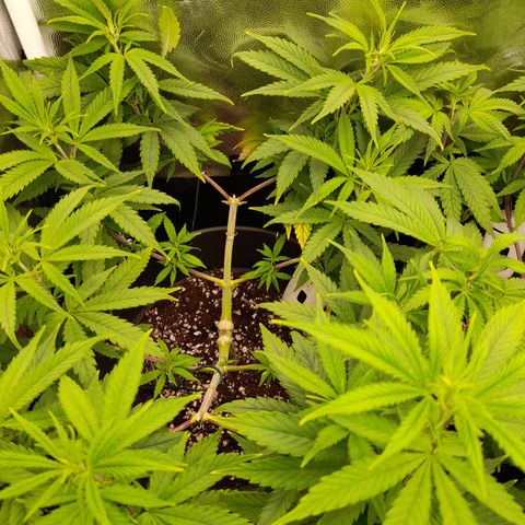 Pink Runtz  growlog timeline photo