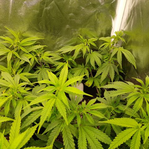 Sherbet Queen  growlog timeline photo
