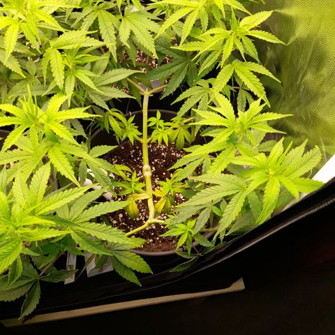 Green Gelato  growlog timeline photo