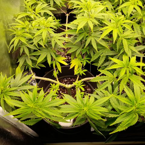Fat Gorilla  growlog timeline photo