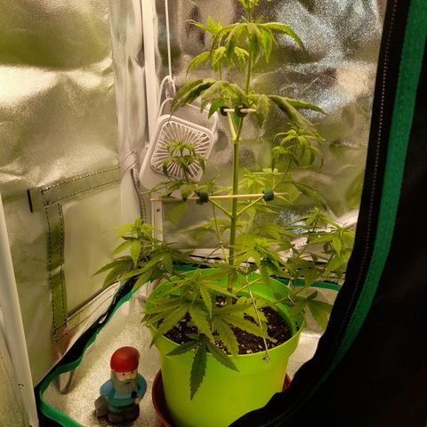 Royal Runtz  growlog timeline photo