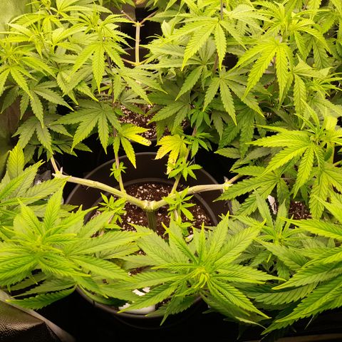 Fat Gorilla  growlog timeline photo