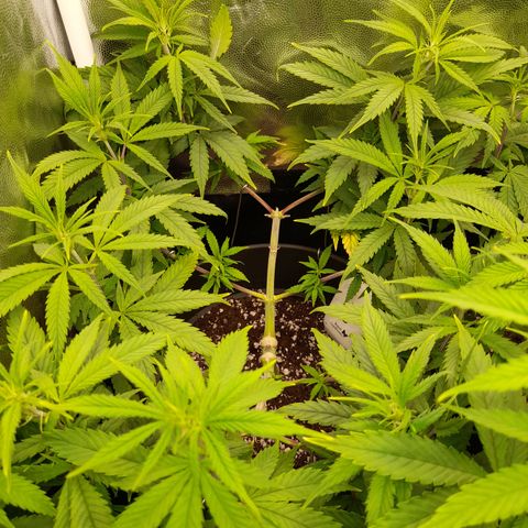 Pink Runtz  growlog timeline photo