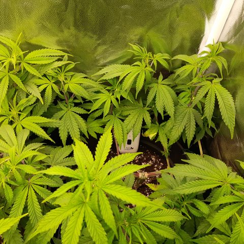 Sherbet Queen  growlog timeline photo