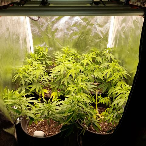 Fat Gorilla  growlog timeline photo