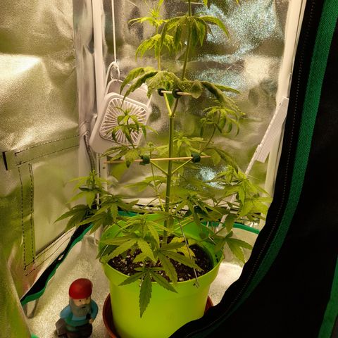 Royal Runtz  growlog timeline photo