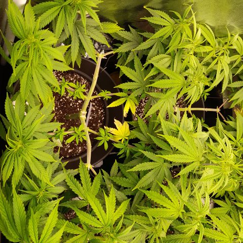 Fat Gorilla  growlog timeline photo