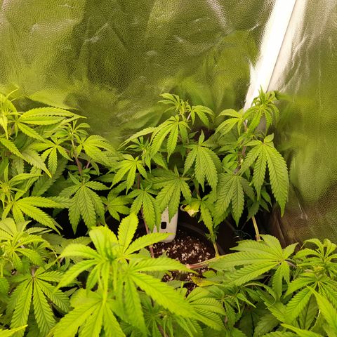 Sherbet Queen  growlog timeline photo