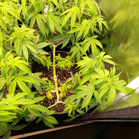 Green Gelato  growlog timeline photo