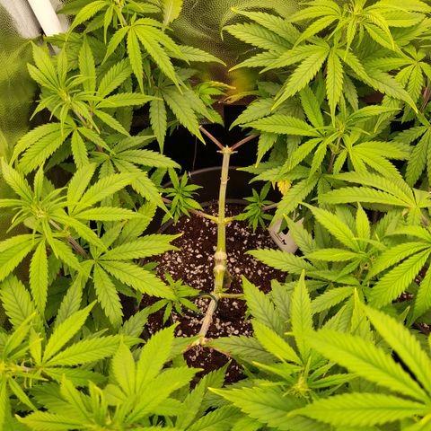 Pink Runtz  growlog timeline photo