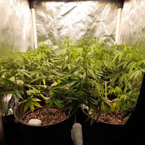 Fat Gorilla  growlog timeline photo