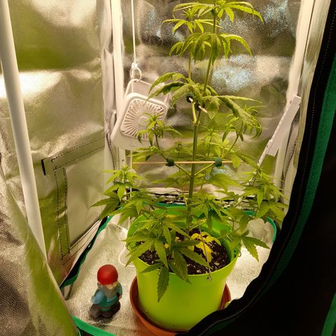 Royal Runtz  growlog timeline photo