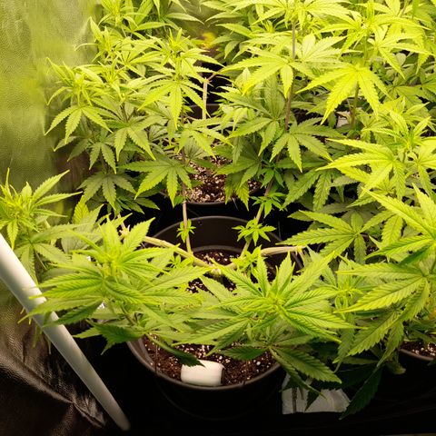 Fat Gorilla  growlog timeline photo