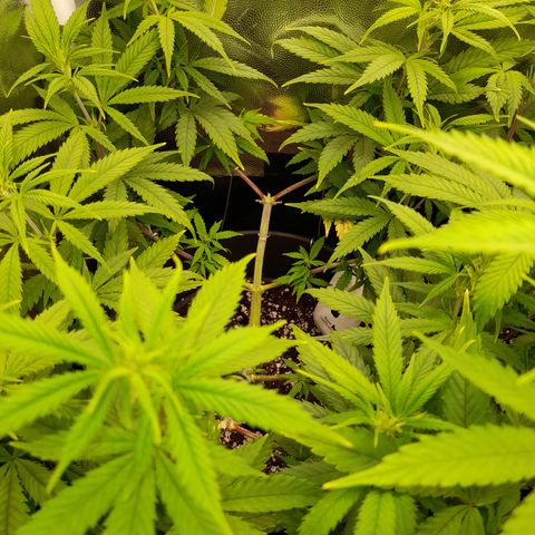 Pink Runtz  growlog timeline photo