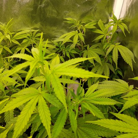 Sherbet Queen  growlog timeline photo