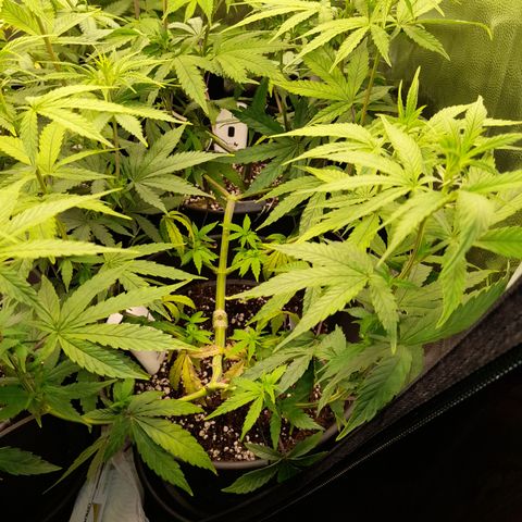 Green Gelato  growlog timeline photo