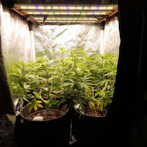Fat Gorilla  growlog timeline photo