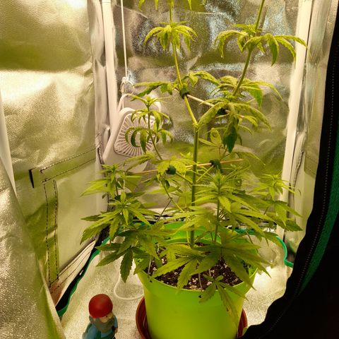 Royal Runtz  growlog timeline photo