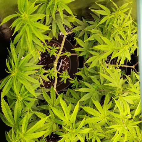Fat Gorilla  growlog timeline photo