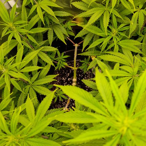 Pink Runtz  growlog timeline photo