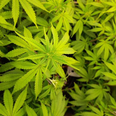 Sherbet Queen  growlog timeline photo