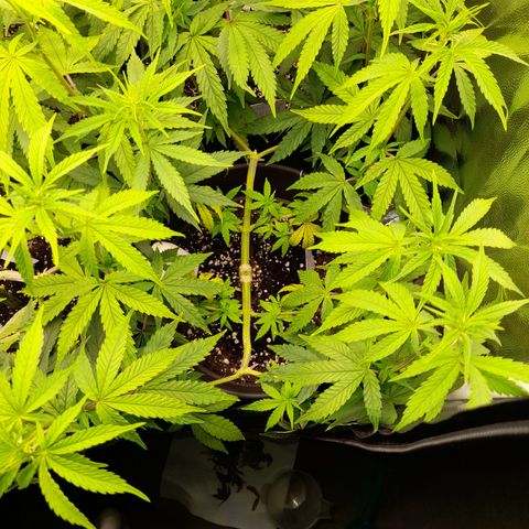 Green Gelato  growlog timeline photo