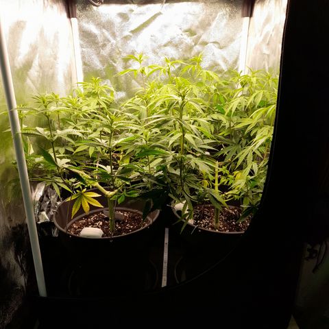 Fat Gorilla  growlog timeline photo