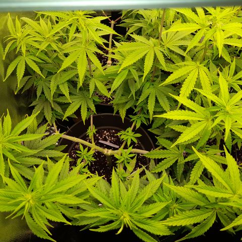 Fat Gorilla  growlog timeline photo