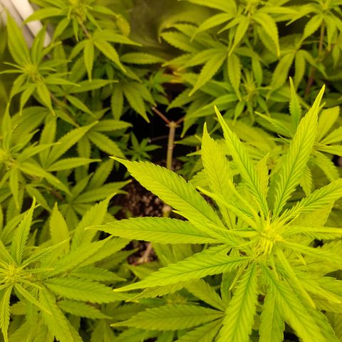 Pink Runtz  growlog timeline photo