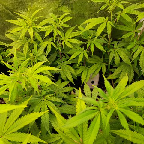 Sherbet Queen  growlog timeline photo