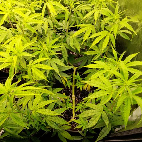 Green Gelato  growlog timeline photo