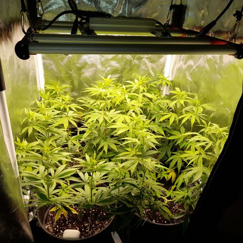 Fat Gorilla  growlog timeline photo