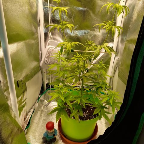 Royal Runtz  growlog timeline photo
