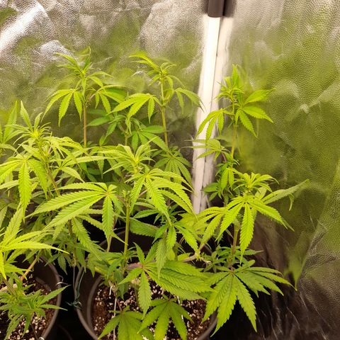 Sherbet Queen  growlog timeline photo