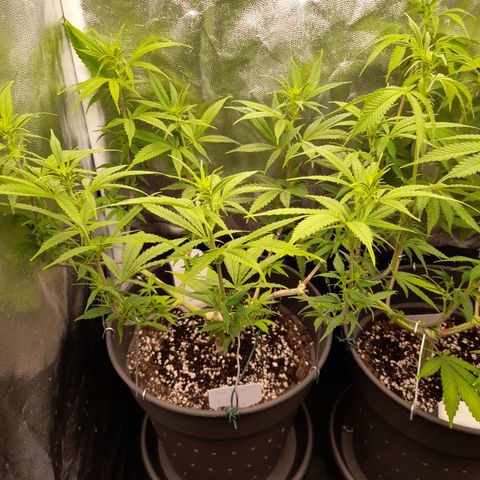 Pink Runtz  growlog timeline photo