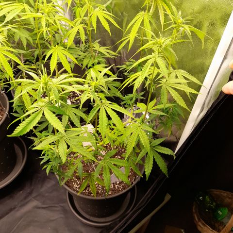 Green Gelato  growlog timeline photo