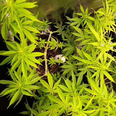 Fat Gorilla  growlog timeline photo