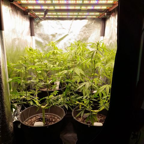 Fat Gorilla  growlog timeline photo