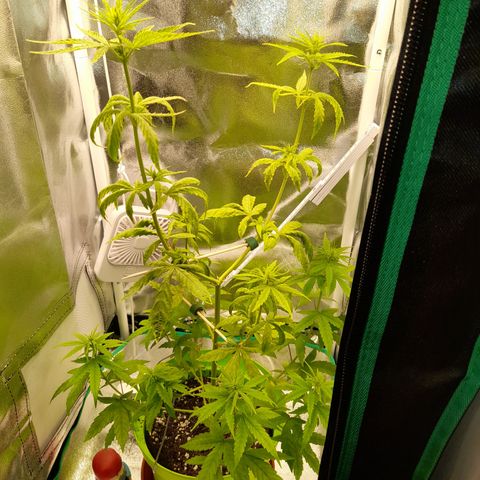 Royal Runtz  growlog timeline photo