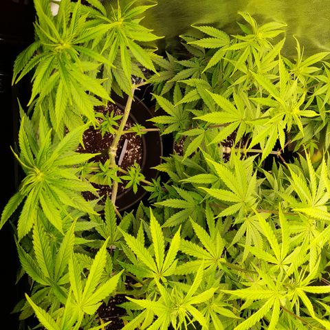Fat Gorilla  growlog timeline photo