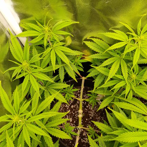 Pink Runtz  growlog timeline photo