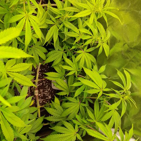 Sherbet Queen  growlog timeline photo