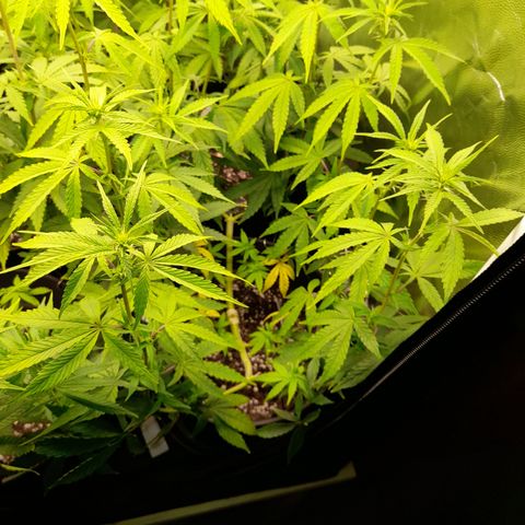 Green Gelato  growlog timeline photo