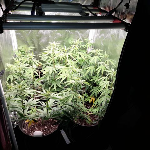 Fat Gorilla  growlog timeline photo