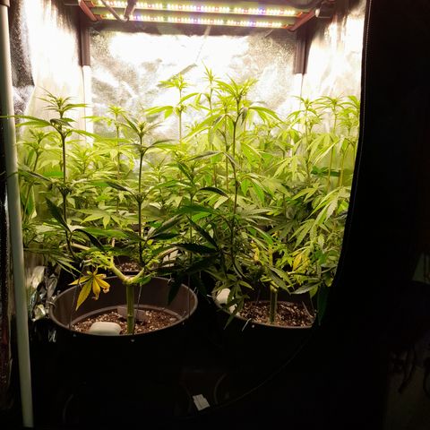 Fat Gorilla  growlog timeline photo