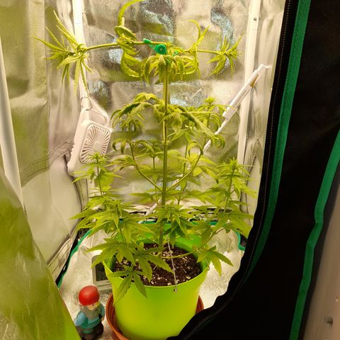 Royal Runtz  growlog timeline photo