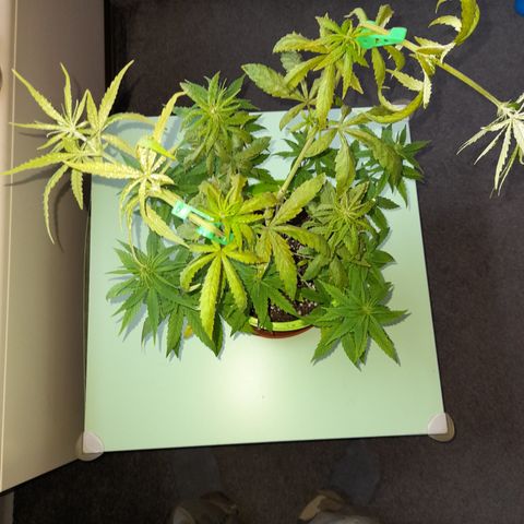 Royal Runtz  growlog timeline photo